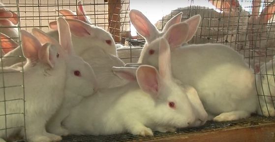 Программа "О хлебе насущном": как начать производство сыра и насколько выгодно разводить кроликов