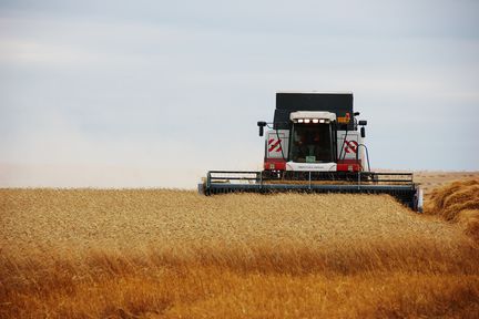 Аграрии Красноярского края собрали 2,8 миллиона тонн зерна