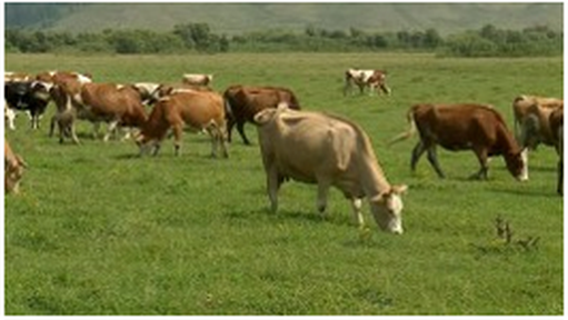 О хлебе насущном (Телеканал "Енисей", 18.09.2021)