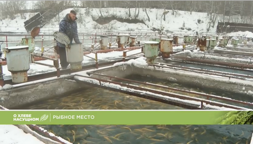 "О хлебе насущном": Какую рыбу выращивают в Назаровском районе?