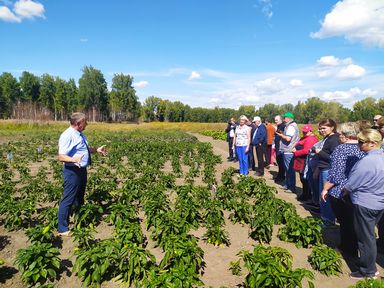 Перспективы развития в Красноярском крае картофеле- и овощеводства обсудили на Дне овощного поля