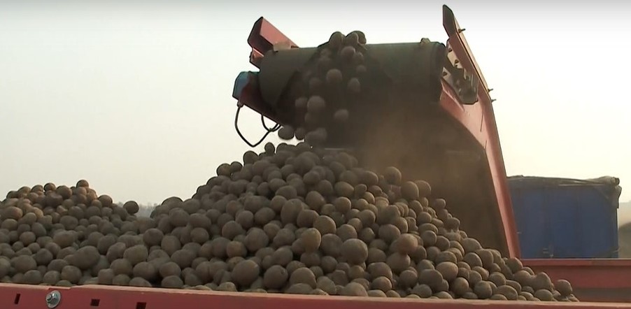 Программа "О хлебе насущном: новинки сортов картофеля