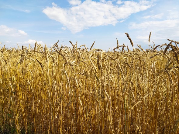 Хозяйства Красноярского края получили более 350 миллионов рублей на производство масличных и зерновых культур