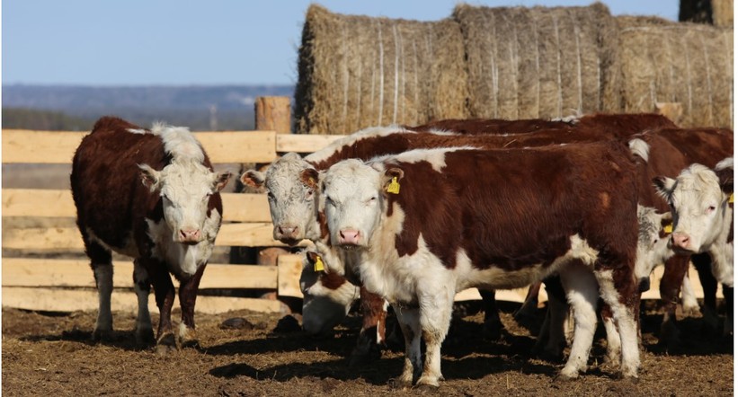 Рука помощи – животноводам