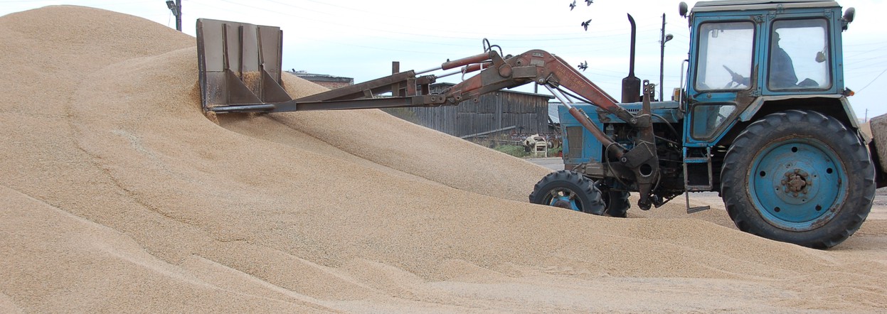Хлеборобы Красноярского края намолотили около полумиллиона тонн зерна