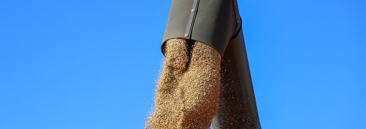 Производители зерновых в Красноярском крае получат ещё 318 миллионов господдержки