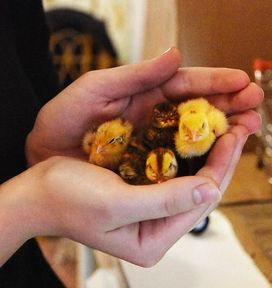 Фермеры Красноярского края получили 90 миллионов рублей на развитие семейного бизнеса