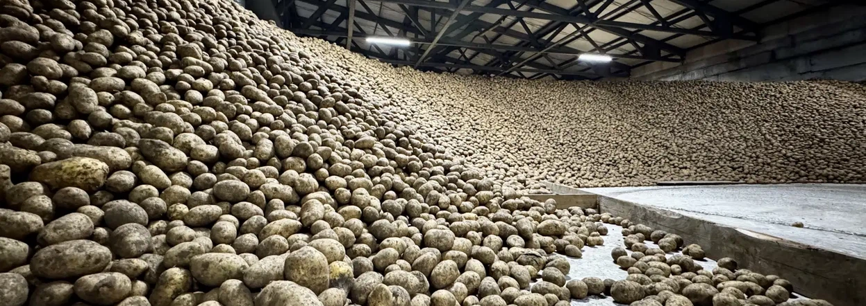 Владельцы личных подворий Красноярского края получат господдержку на выращивание картофеля