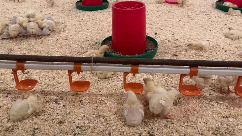 На Сухобузимской птицефабрике запускается производство инкубационного яйца