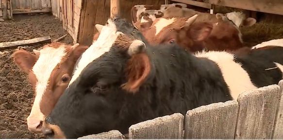 Программа "О хлебе насущном": заработок на личном подворье