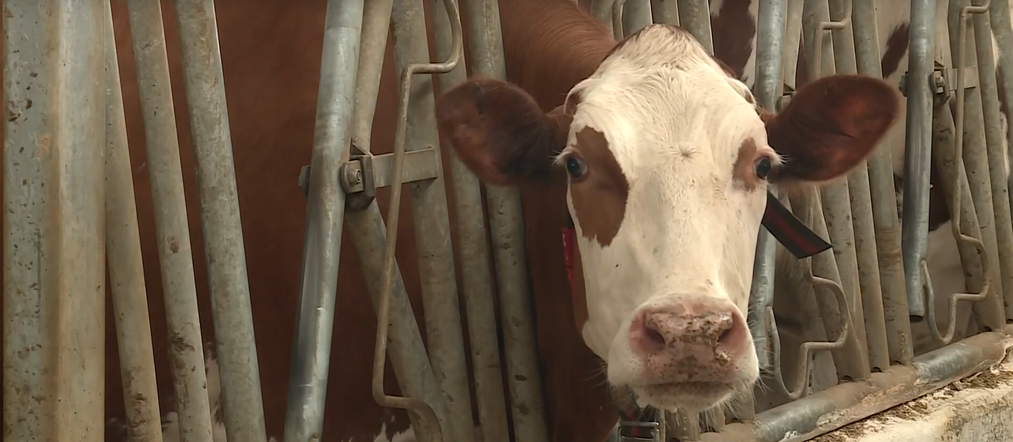 Программа "О хлебе насущном": как аграрии Красноярского края заставили работать вместо себя роботов