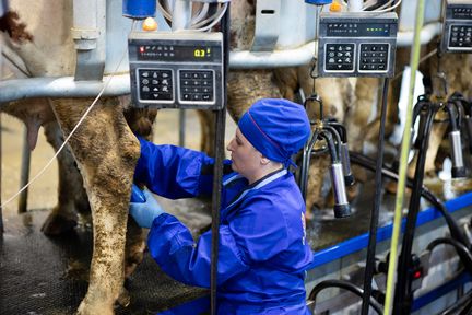 XXXI Краевой конкурс операторов машинного доения коров.