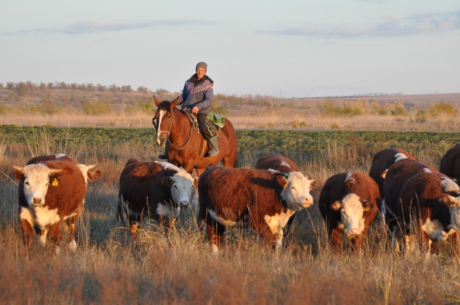 Фермеры Красноярского края получили 90 миллионов рублей на создание и развитие агробизнеса