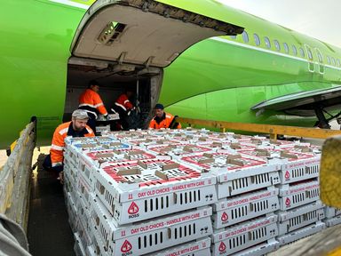 На Сухобузимской птицефабрике запускается производство инкубационного яйца