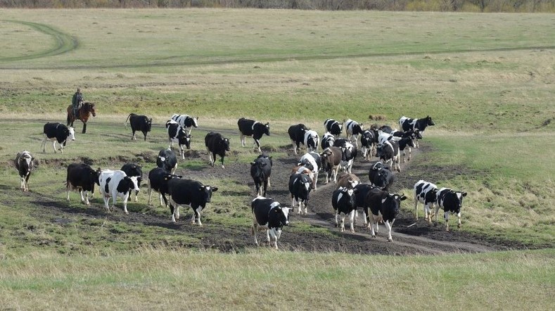 За пять лет сельхозкооперативы края получили 740 миллионов рублей на закупку у владельцев личных подворий молока и мяса