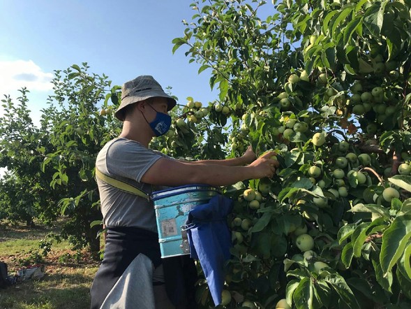 Студенческие отряды Красноярского ГАУ взяли пять наград на конкурсе Минсельхоза России