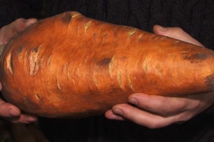 Программа "О хлебе насущном": гигантская морковь и новые агрегаты для полей
