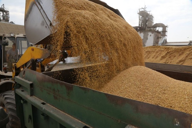 Аграриям Красноярского края возмещают часть затрат на урожай зерновых прошлого года