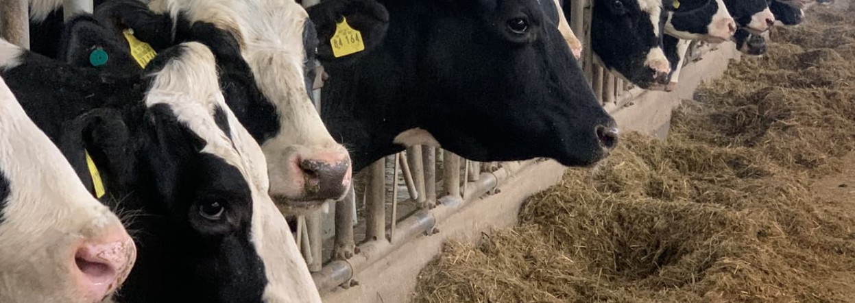 Сельхозпредприятия Красноярского края делают ставку на высокоудойных коров голштинской породы