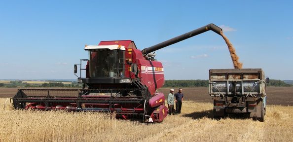 Аграрии Красноярского края обеспечили регион зерном: намолочено 2,1 млн тонн