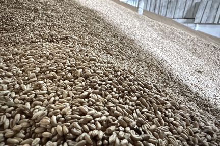 Приглашаем аграриев края на обучающее мероприятие в рамках «Дня урожая — 2025»