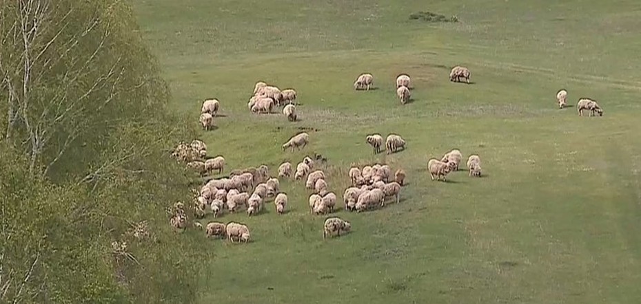 Программа "О хлебе насущном": селекция овец фермера Похабова, сад вековых яблонь