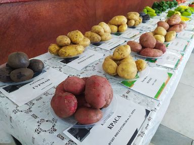 Программа "Знак земли": перспективы развития в крае картофеле- и овощеводства