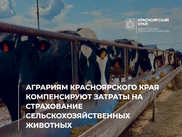 Аграриям Красноярского края компенсируют затраты на страхование сельскохозяйственных животных