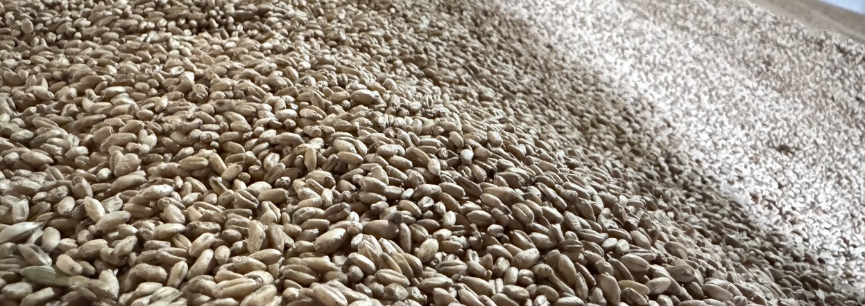 Приглашаем аграриев края на обучающее мероприятие в рамках «Дня урожая — 2025»