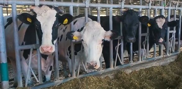 Программа "О хлебе насущном": цифровой коровник, общежитие для студентов сельхозтехникума