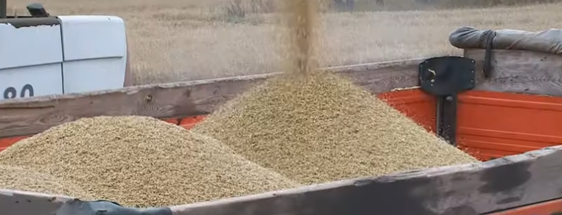 Программа "О хлебе насущном" (11.10.2021)