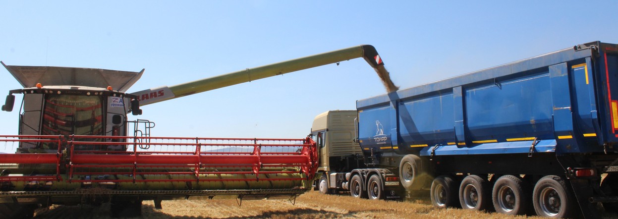 Аграрии Красноярского края собрали более полумиллиона тонн зерна
