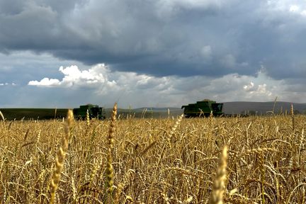 Аграрии Красноярского края собрали более миллиона тонн зерна
