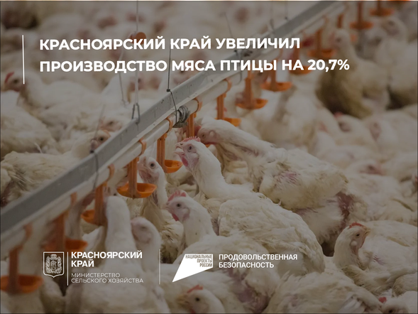 Красноярский край увеличил производство мяса птицы на 20,7%