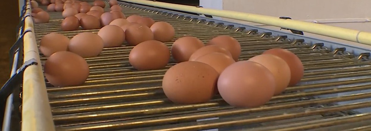 Программа "О хлебе насущном": почему подорожали куриные яйца и из чего складывается их себестоимость?