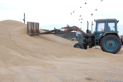 Хлеборобы Красноярского края намолотили около полумиллиона тонн зерна