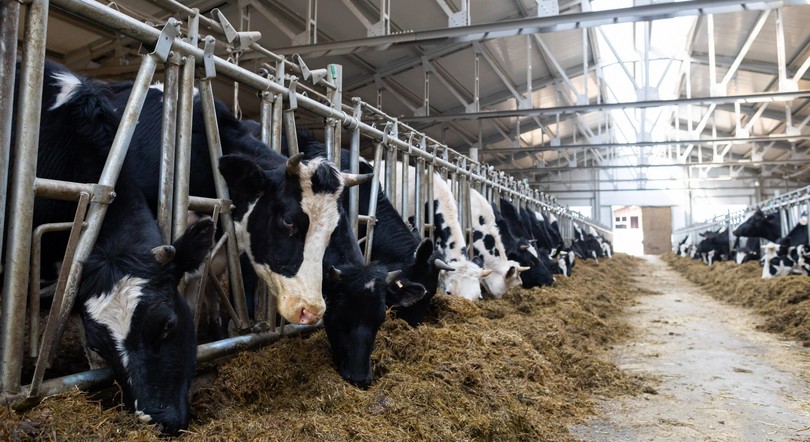 Еще восемь инвестиционных проектов в АПК Красноярского края получили господдержку