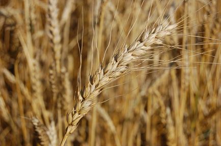 Объявление о проведении конкурса авторских работ журналистов средств массовой информации на лучшее освещение деятельности агропромышленного комплекса края и вопросов развития сельских территорий края