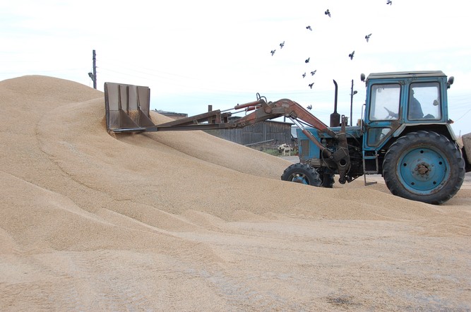 Хлеборобы Красноярского края намолотили около полумиллиона тонн зерна