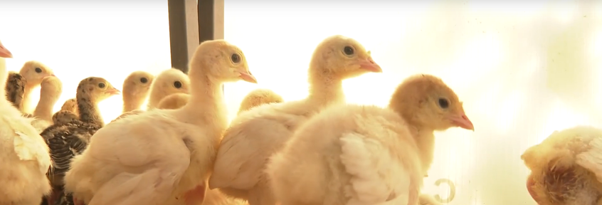 Программа "О хлебе насущном": как устроена индюшиная домашняя ферма