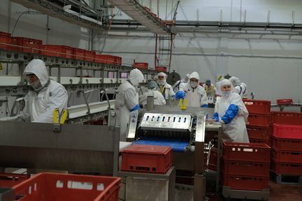 На красноярском свинокомплексе внедрили бережливые технологии