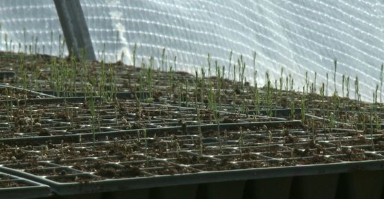 Программа "О хлебе насущном": первый урожай спаржи в Красноярском крае, а также как сохранить яблоню в морозы