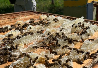 Пчеловоды Красноярского края стали призерами на международном конкурсе