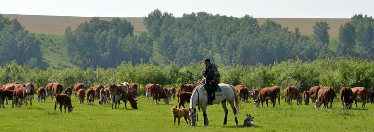 Сельхозкооперативы Красноярского края получили по нацпроекту 29,5 миллиона господдержки