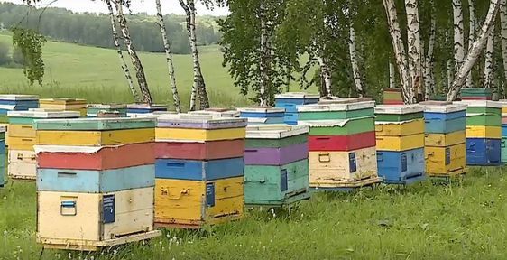 Программа "О хлебе насущном": как устроена пасека и как выбрать качественный мёд
