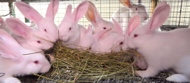Пара из Иланского муниципального округа превратила старый сарай в мини-ферму для кроликов