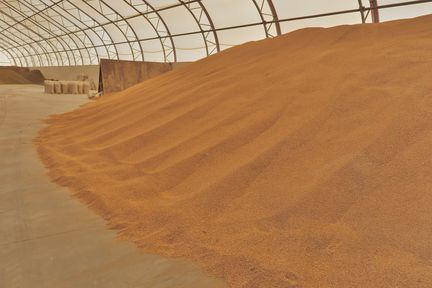 Программа "Знак земли": краевые аграрии собрали 2,5 млн тонн зерна
