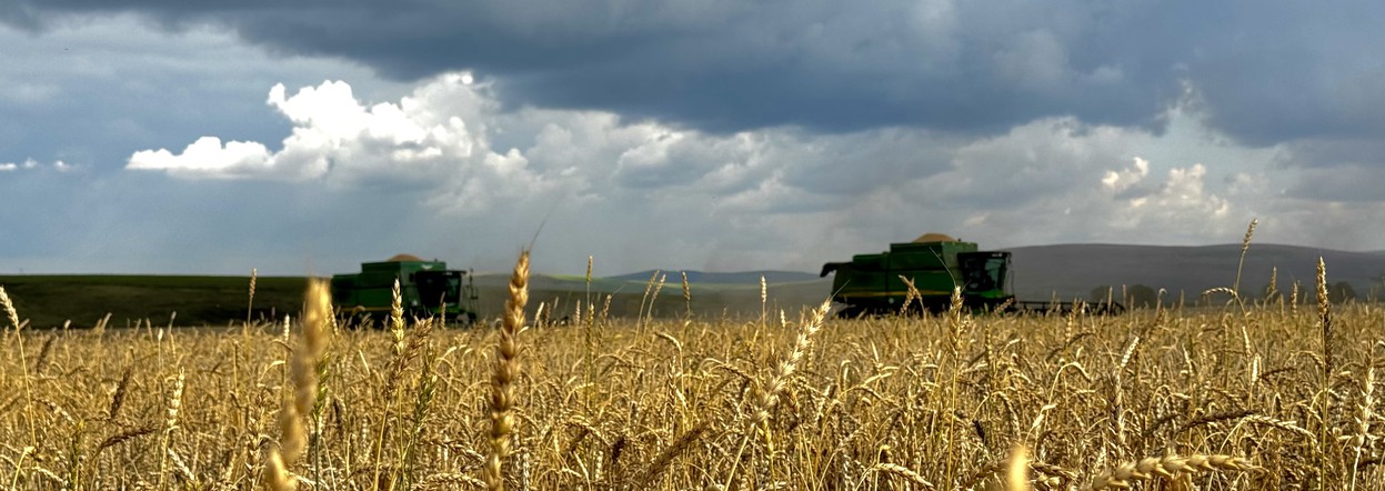 Аграрии Красноярского края собрали более миллиона тонн зерна