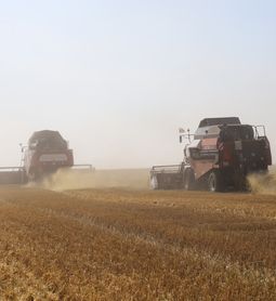 Краевые аграрии убрали более половины площадей зе…