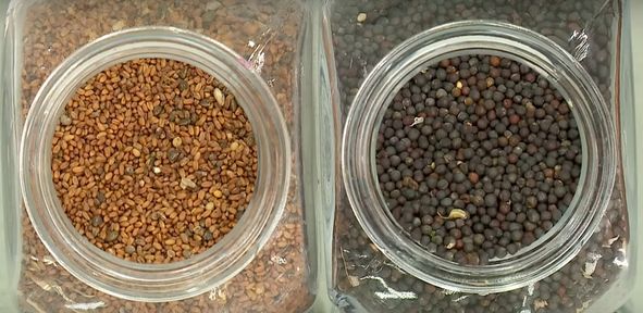 Программа "О хлебе насущном": достижения аграриев в производстве рапса